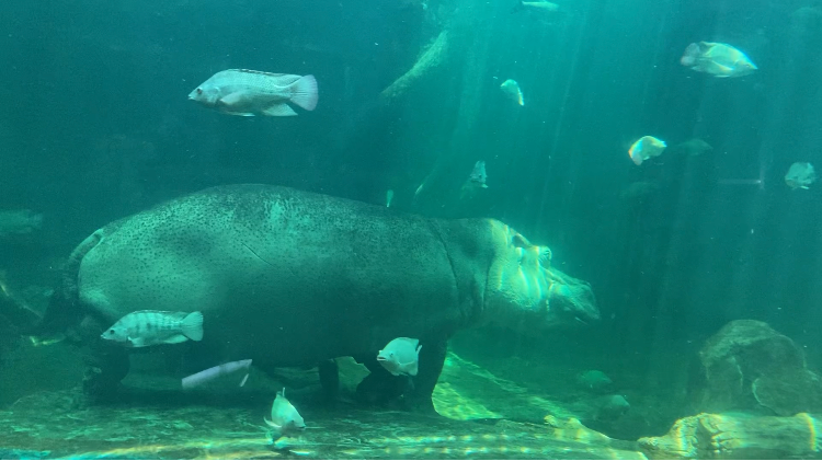 사천아라마루아쿠아리움