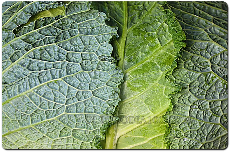 양배추 초록채소