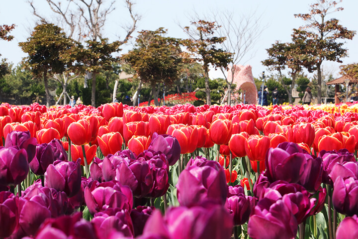임자도 튤립축제 기간·입장료 총정리