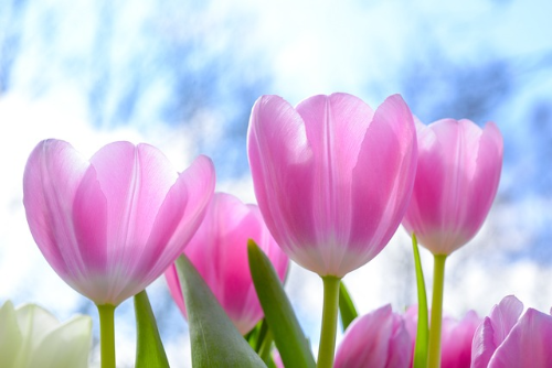 튤립 (Tulip)의 이야기&#44; 꽃의 상징과 꽃말&#44; 종류와 색상&#44; 재배 요령