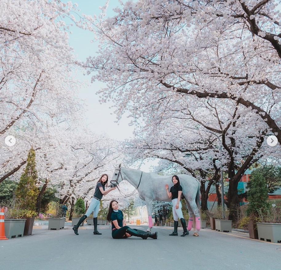 렛츠런 파크 서울 벚꽃 축제