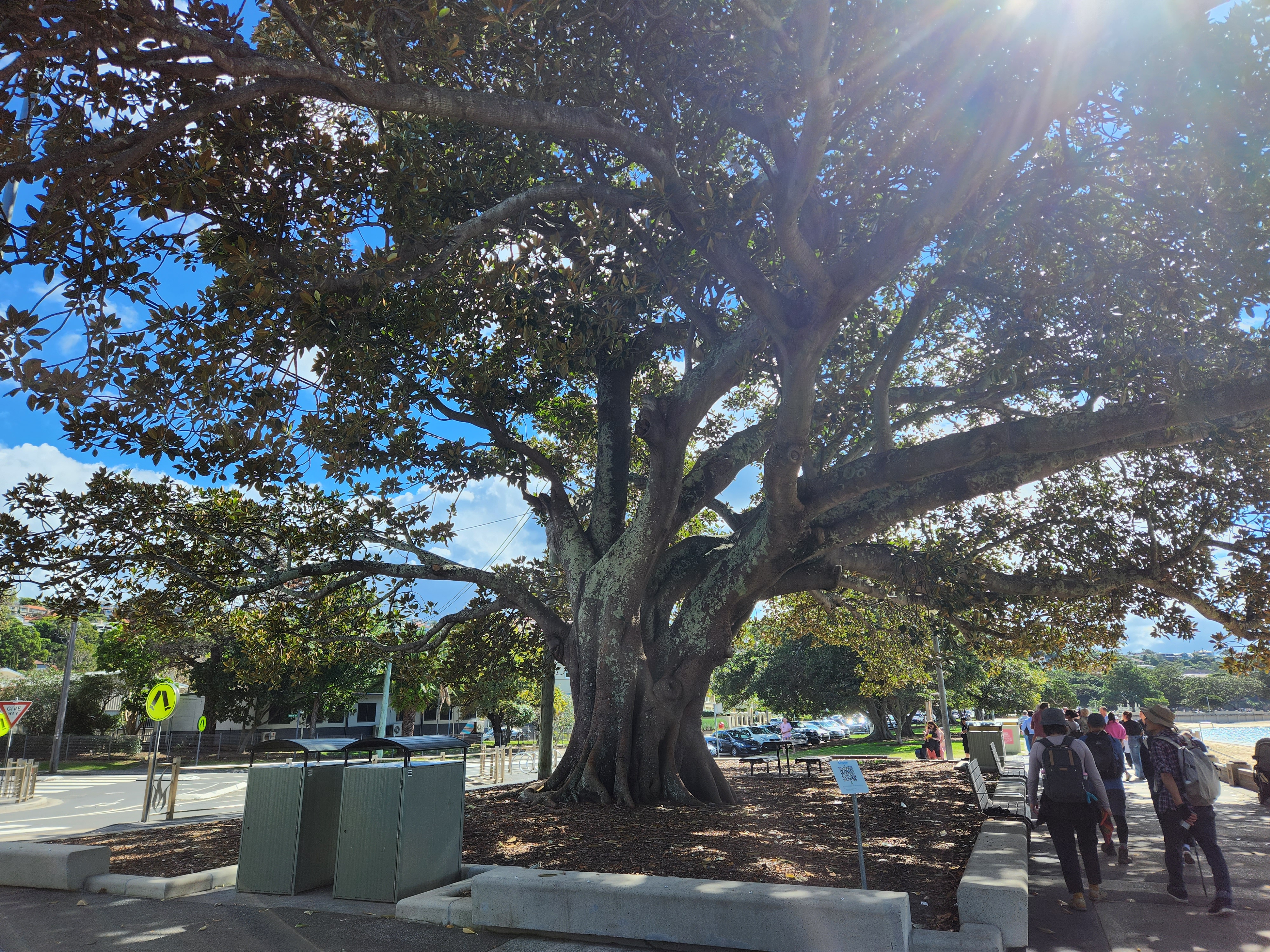 시드니 공원 나무