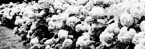 엔들리스 서머 (Endless Summer)