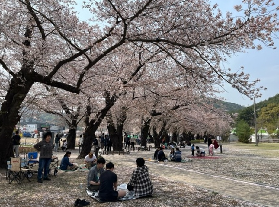 2025 벚꽃 개화시기 울산 작천정벚꽃축제
