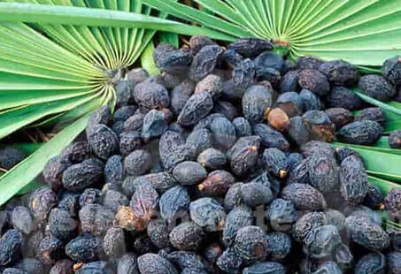 쏘팔메토 열매 사진