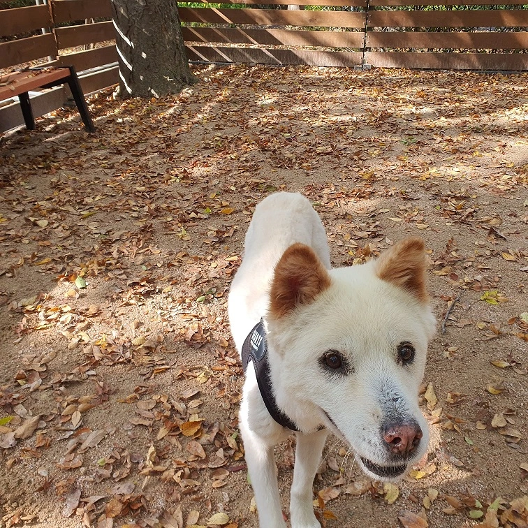 염창동 황금내 화곡동 봉제산 근린공원 강서구 반려견 쉼터 소개 놀이터 위치 운영 시간 이용료 강아지
