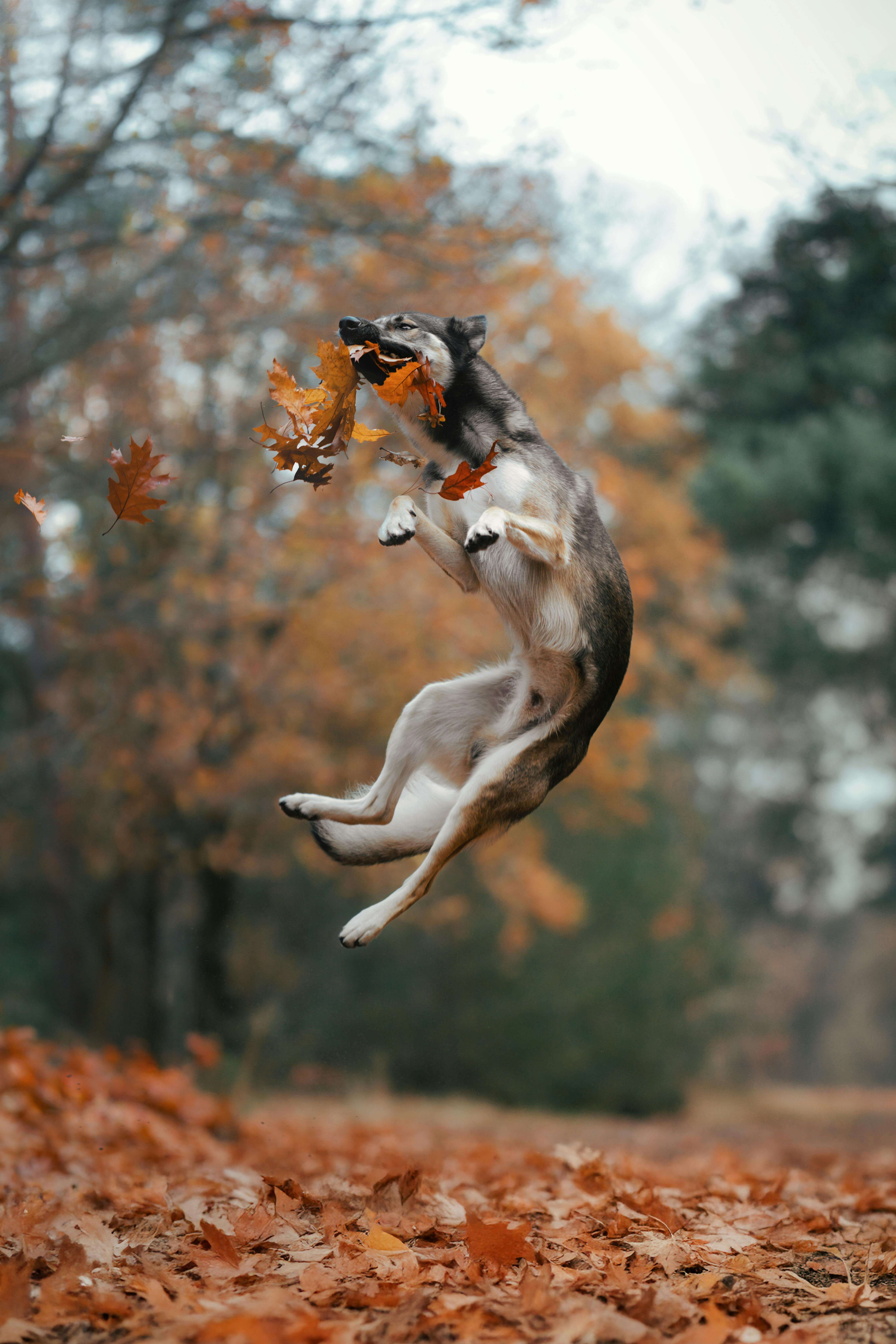 반려동물 건강검진 비용&amp;#44; 왜 병원마다 다를까?｜2025 정확한 차이 분석