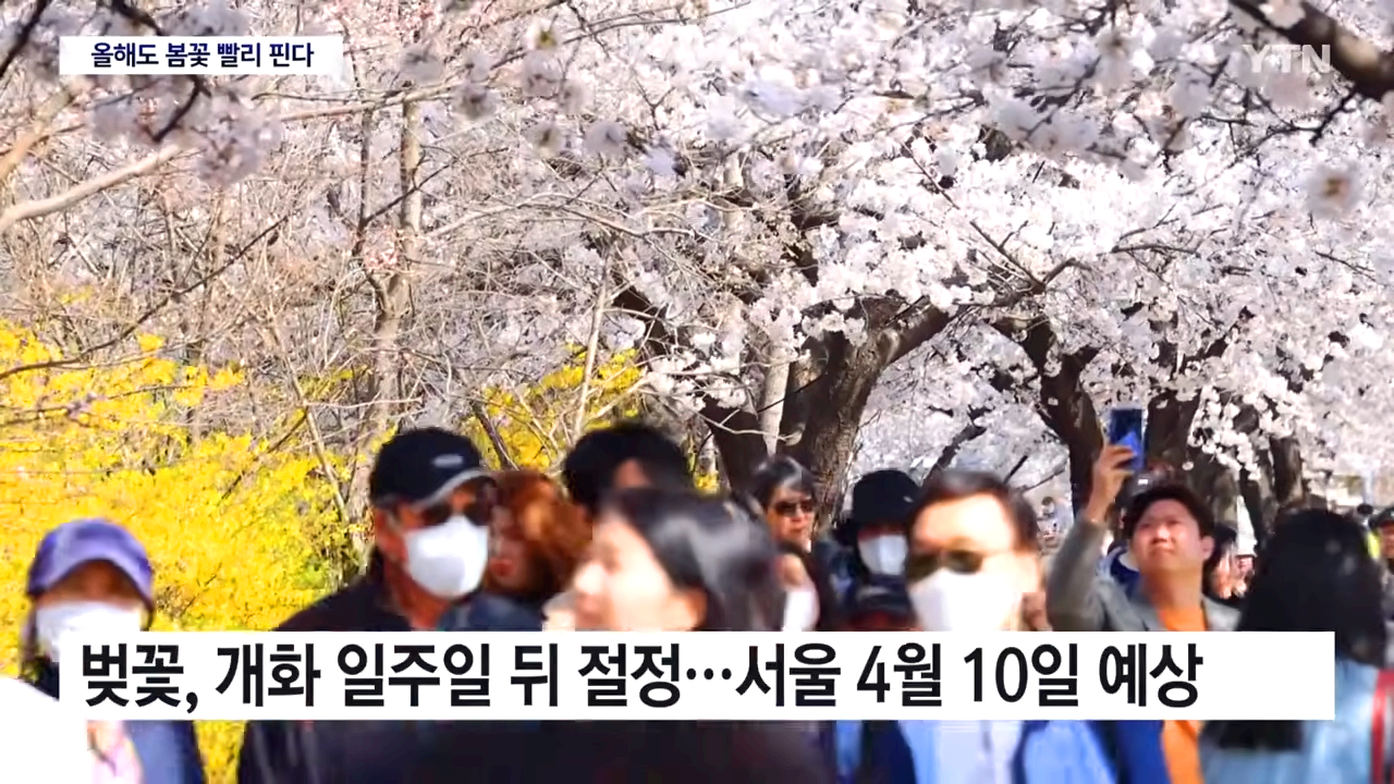 벚꽃 만개시기