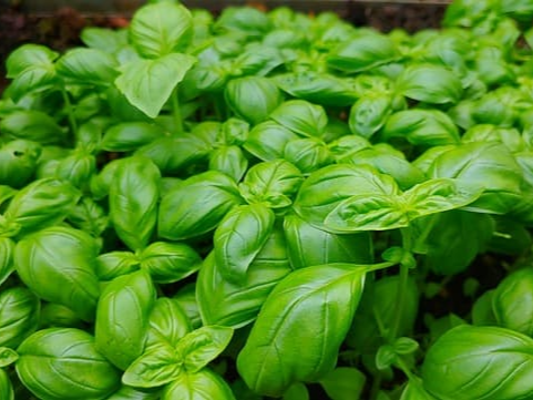 항산화 물질 풍부한 바질