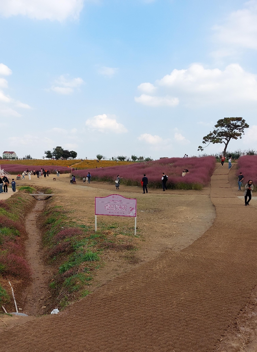 안성팜랜드 핑크 뮬리동산