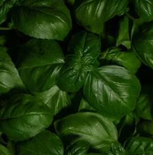 바질 효능 부작용 고르는법 요리 먹는 방법 허브