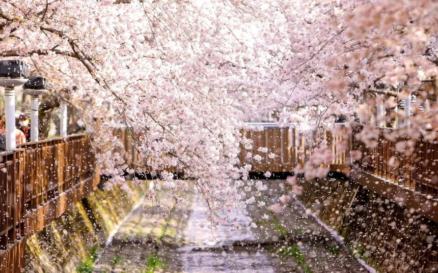 벚꽃 지는 시기 총정리: 지역별 벚꽃 엔딩 일정과 마지막 즐기는 꿀팁!