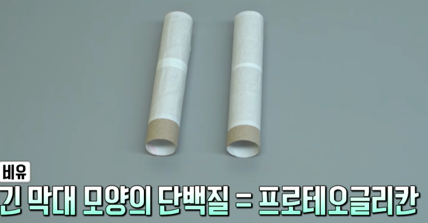 프로테오글리칸