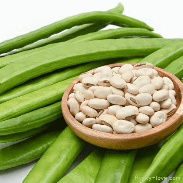 비염에 효과적인 작두콩 효능