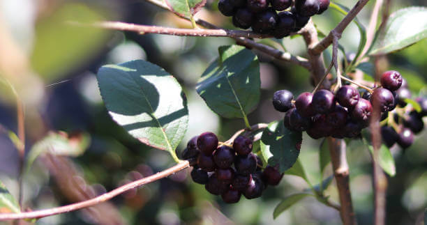 아사이베리의-효능과-효과