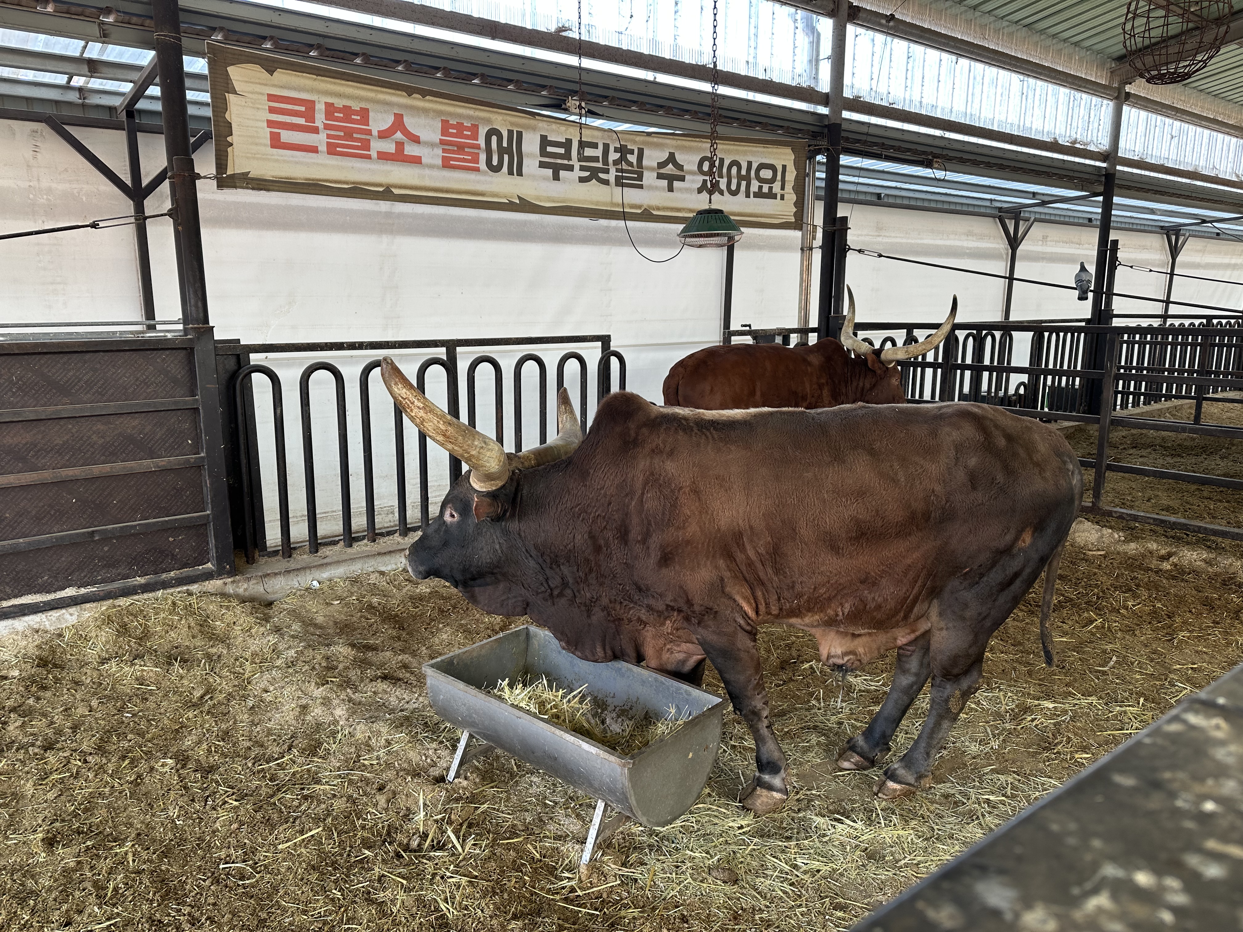 안성팜랜드 큰뿔소 사진