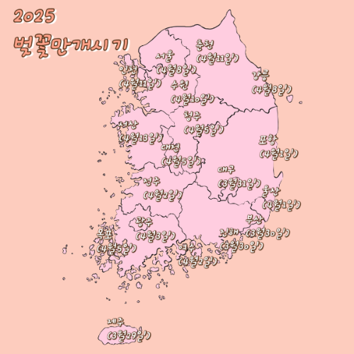 25년 벚꽃 만개시기
