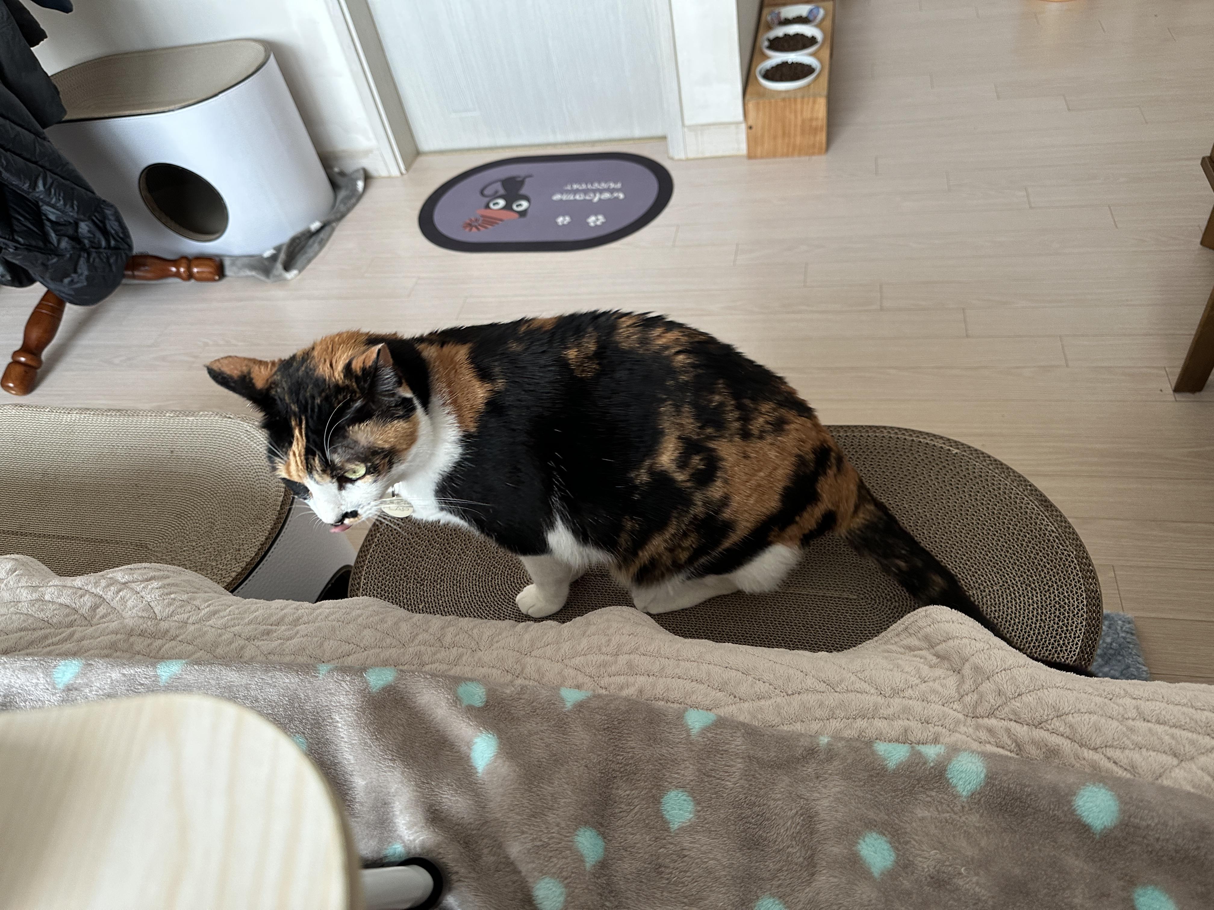 새_스크래쳐_위에_앉은_삼색이고양이_다다