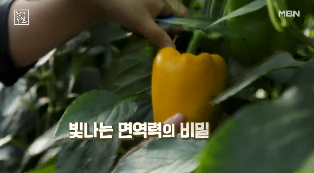 천기누설 기장 멸치 요리