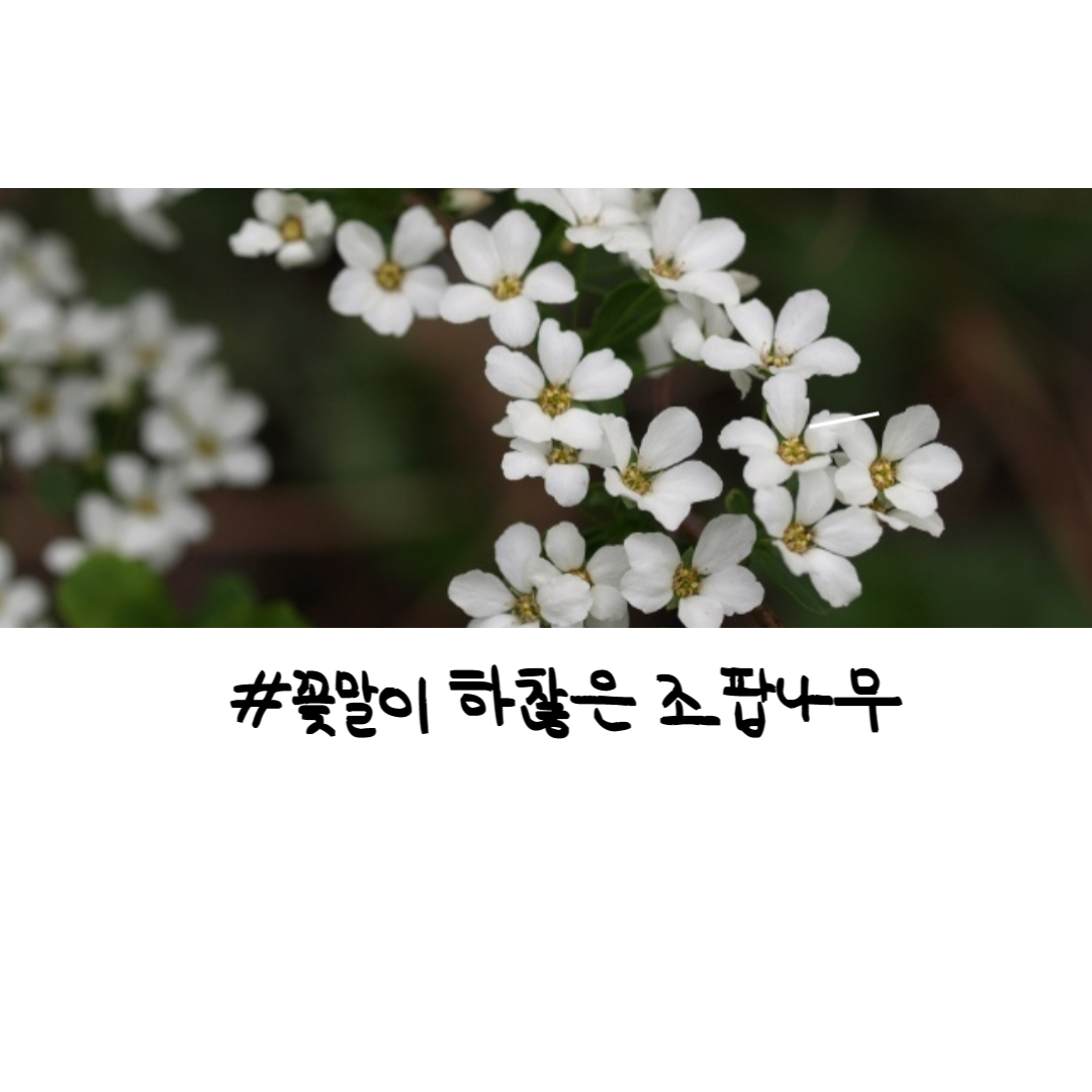 꽃말이 하찮은 조팝나무