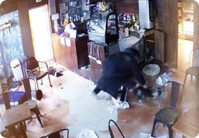 망치로-강아지-살해-카페업주-동물보호법-위반-구속