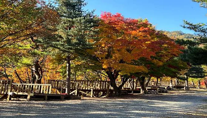 대관령솔내음오토캠핑장