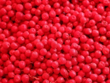 보리수 효능 10가지 및 부작용 및 주의사항