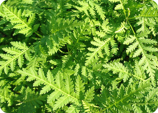 간에-좋은-음식