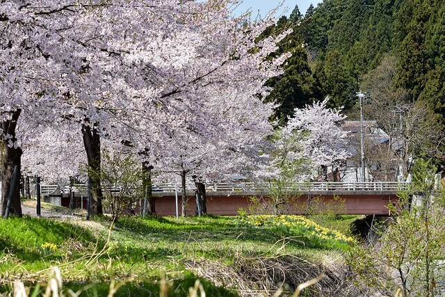 63회 진해군항제