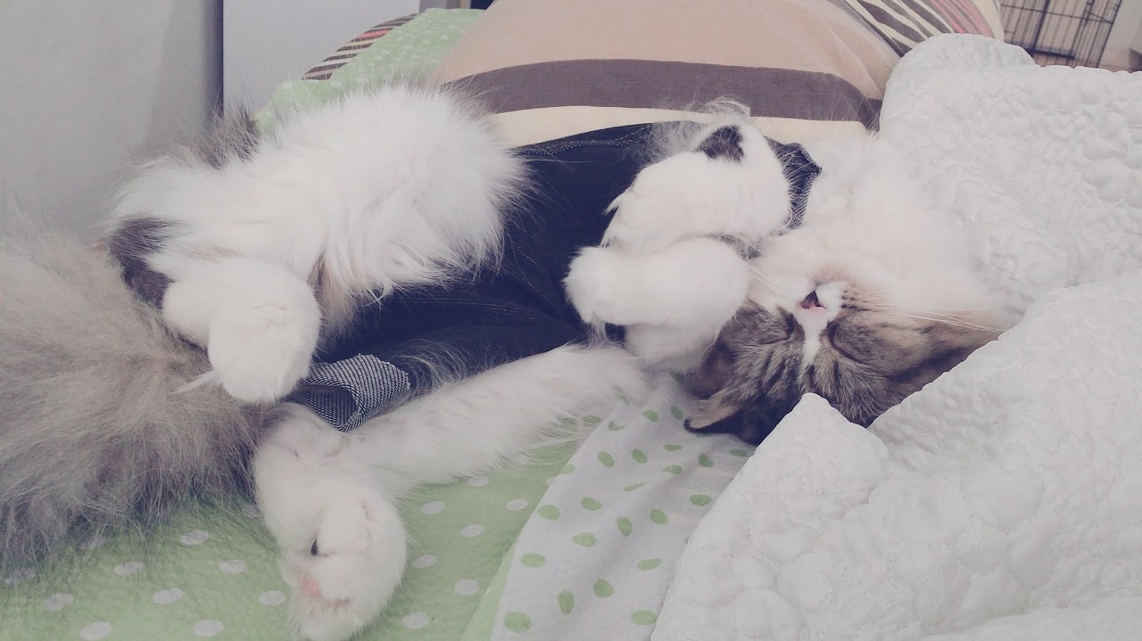 레깅스로 만든 환묘복을 입고 자는 로제(페르시안 고양이)