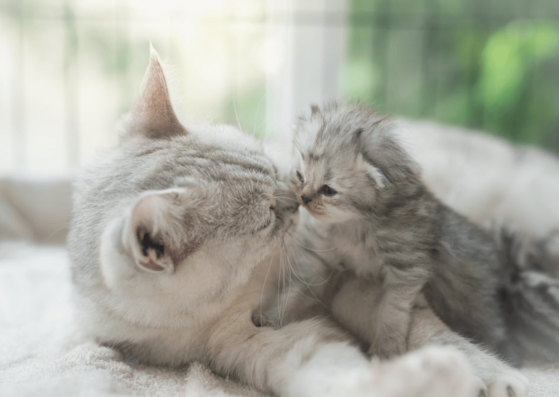 고양이 출산