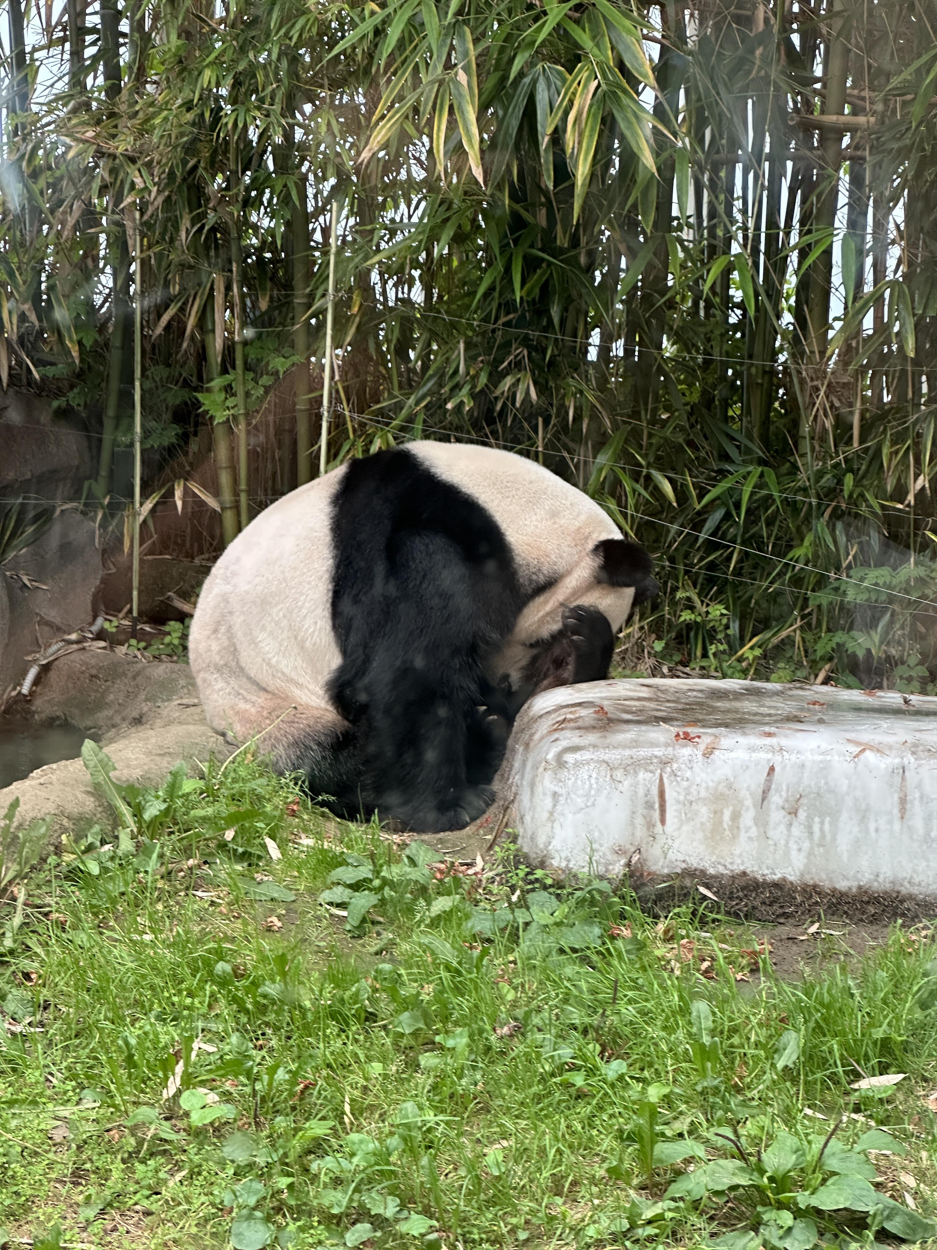 러바오/푸바오/팬더/자이언트팬더/에버랜드/판다월드