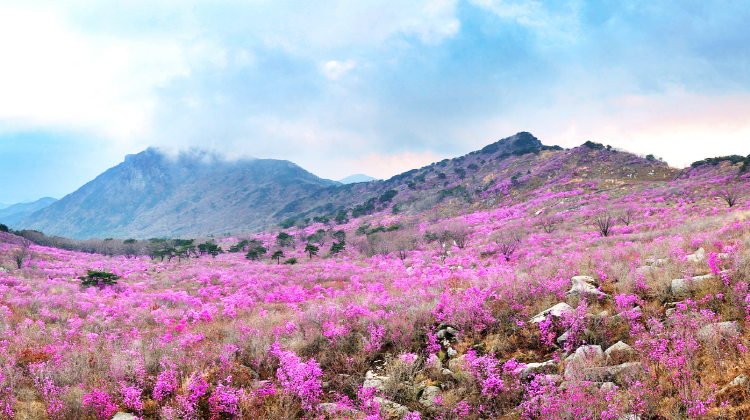 비슬산 참꽃축제