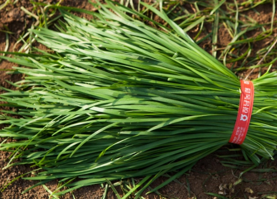 설사에 좋은 음식