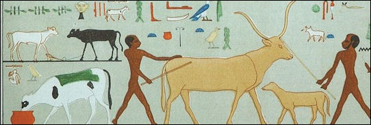 동물의 가축화는 인간을 질병에 더 취약하게 만들었습니다