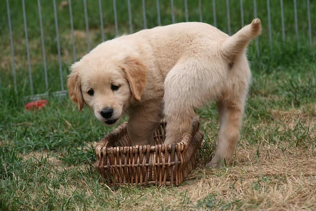 canine atopic dermatitis