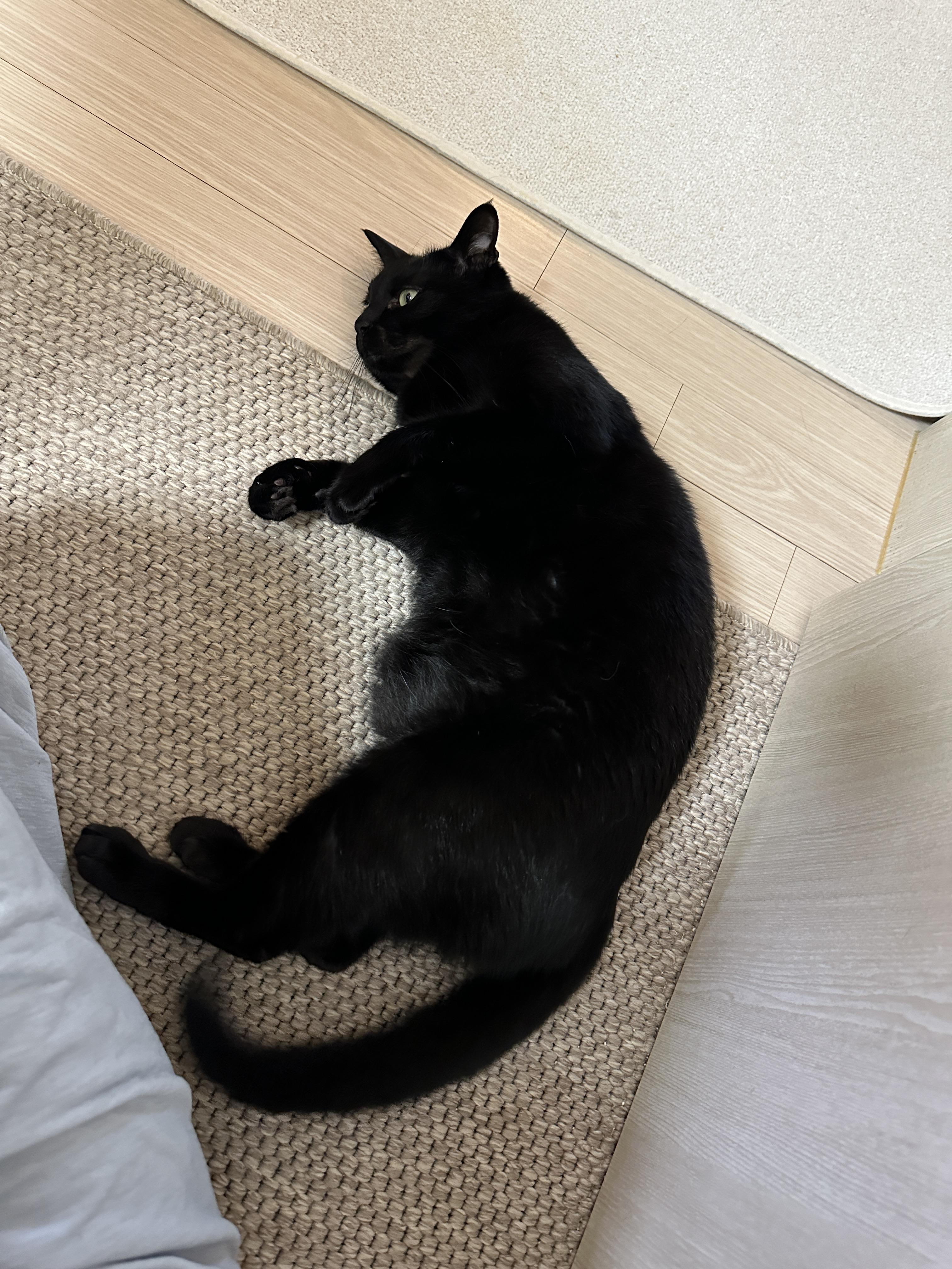 5월의 고양이들 화장실 모래 전체 갈이 (feat. 건이, 루디, 루나)