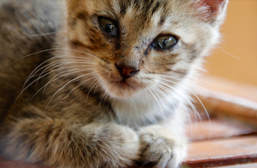 실내 고양이를 위한 필수 용품 가이드