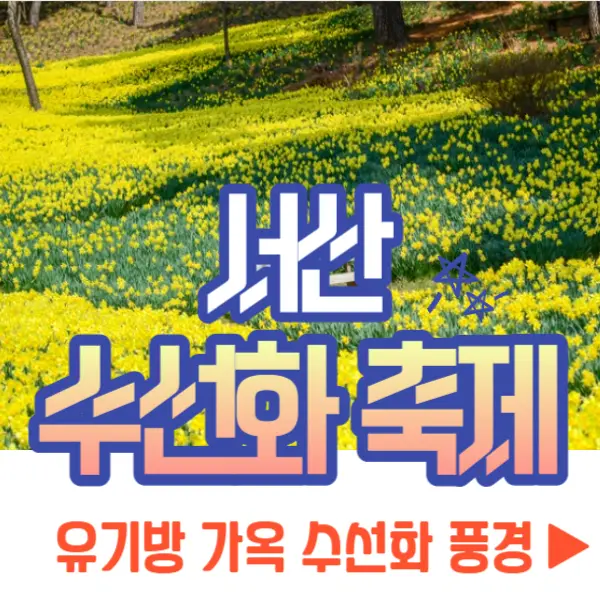 서산 유기방 가옥 수선화 축제