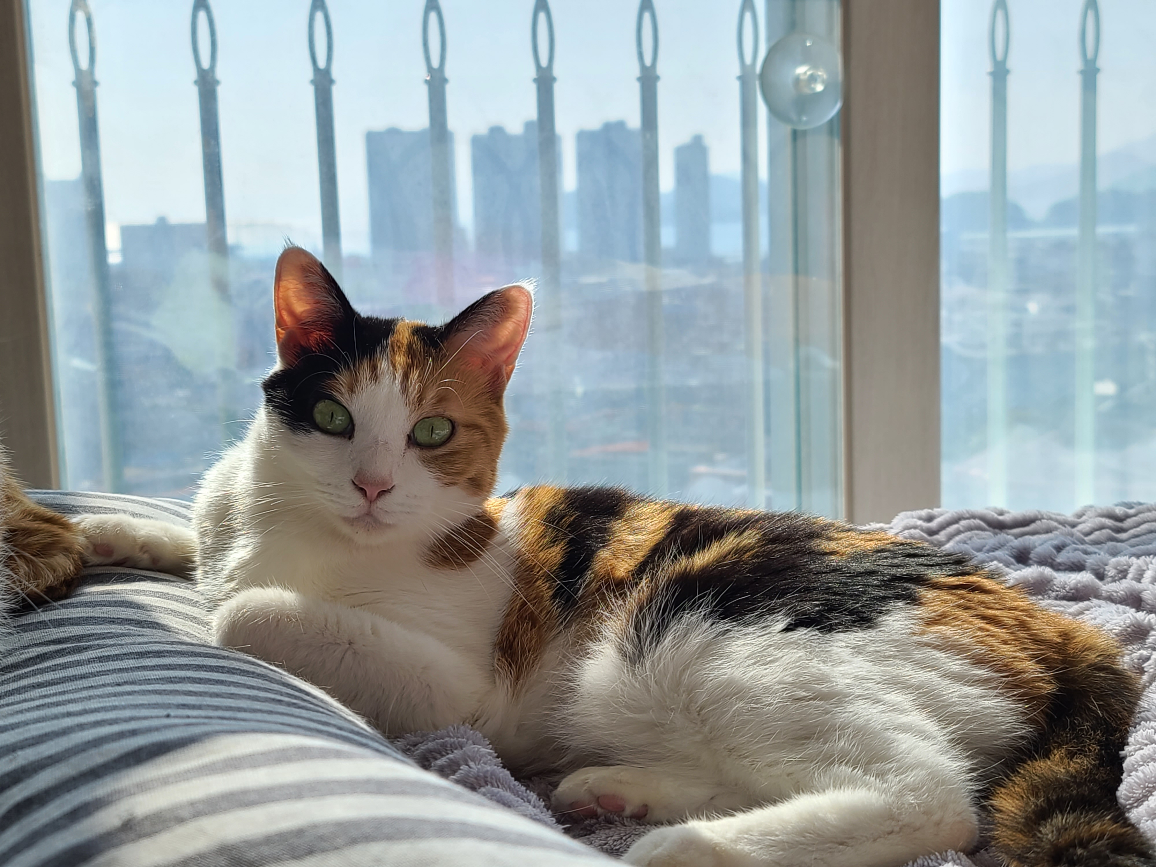 고양이 음수량 늘리기