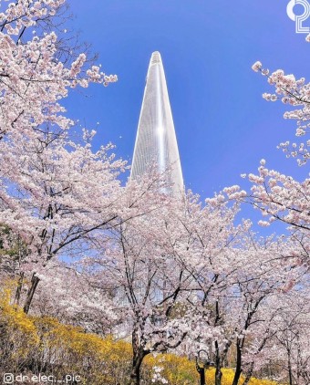 벚꽃축제