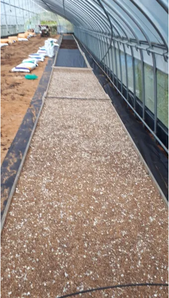 달래 재배 분구 나누기 화분 키우기 향 유지_8