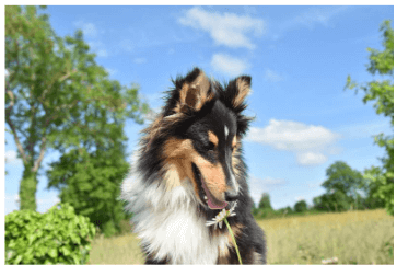 강아지 나이 계산기