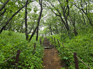 곰배령 트레킹 숲길 사진