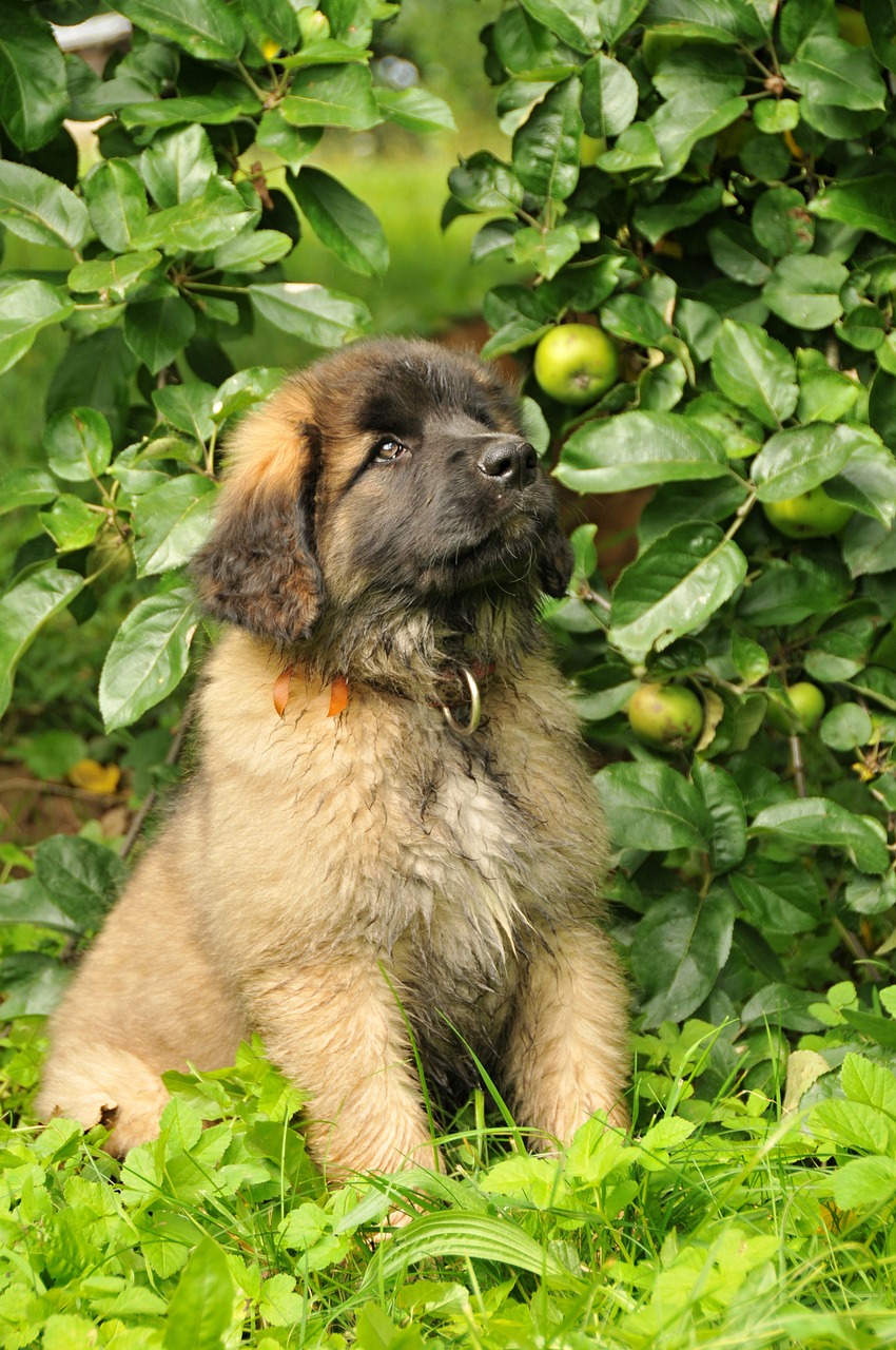 레온베르거(Leonberger)2