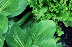 봄 캠핑 바비큐의 꽃: 알싸한 달래와 아삭한 대파의 만남, 실패 없는 무침 가이드