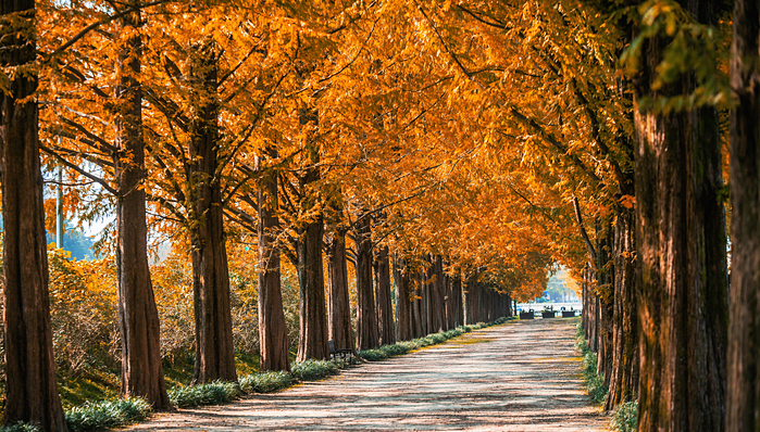 담양 메타세쿼이아 가로수길