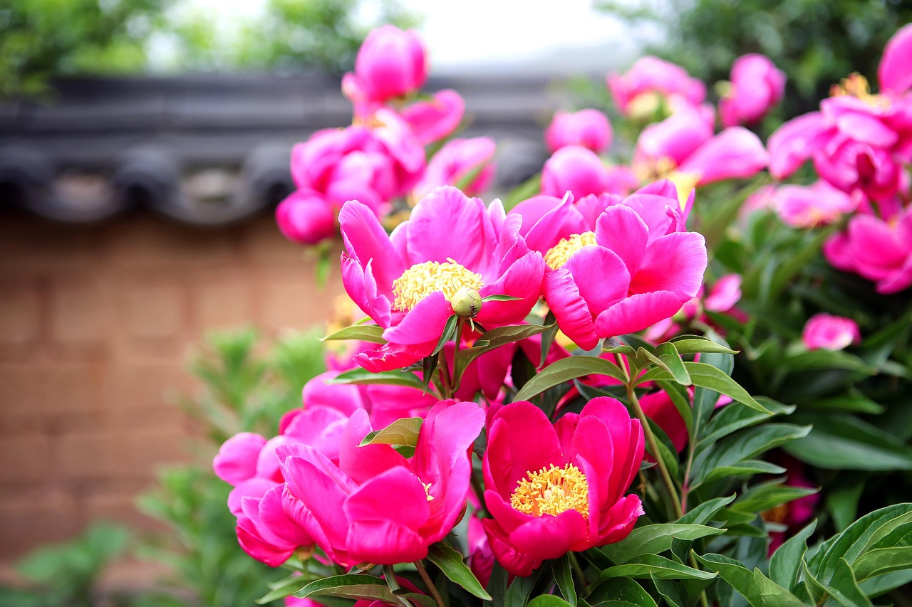 작약 재배 방법 및 재배 시기, 재배 팁