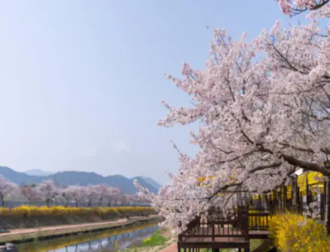 서울가볼만한곳베스트10-장안벚꽃길