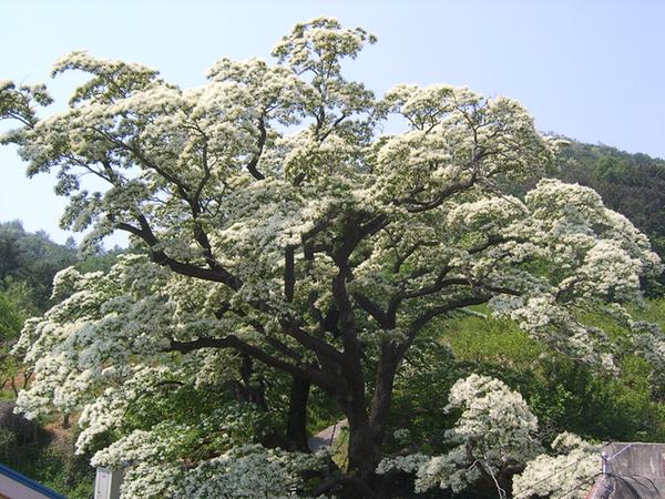 경남-김해시-천연기념물-이팝나무